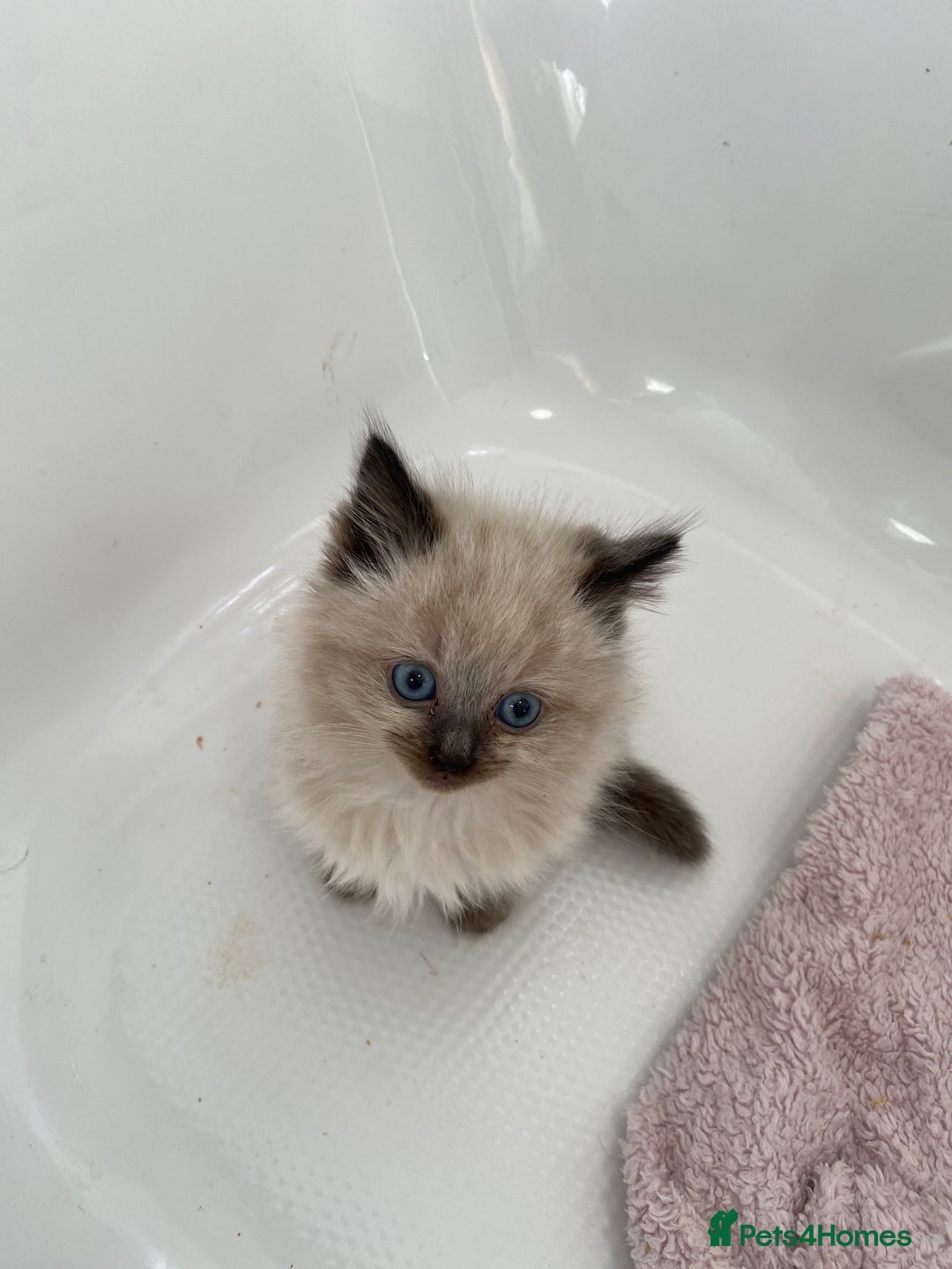 Ragdoll cats for sale: Ragdoll kittens  - Image 7