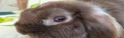 Mini Lop rabbits for sale: Friendly handled mini lop boy - Advert 8