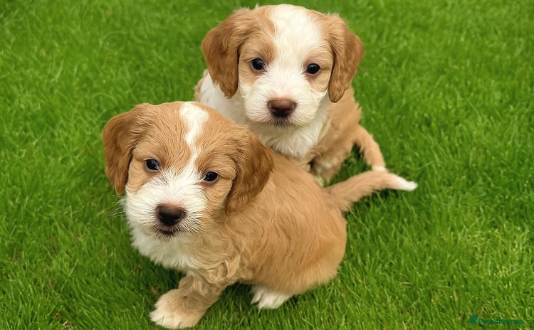 Cockapoo dogs - Advert 7