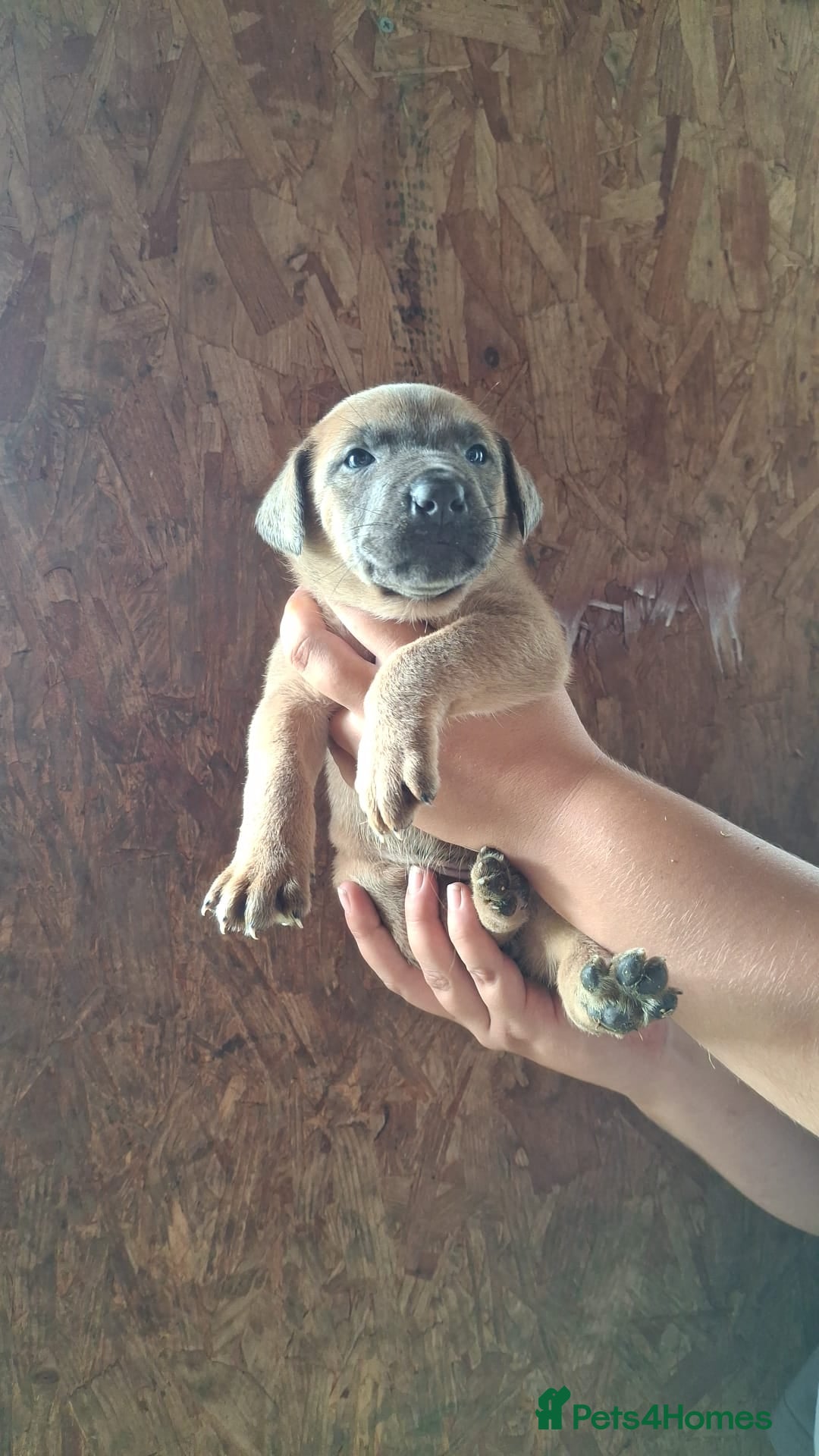 Mixed Breed dogs for sale: Belgian malinois/ border collie  - Image 27