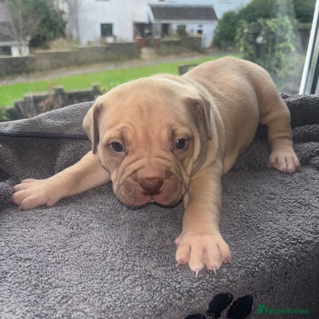 American Bully dogs Pocket bully pups ready too leave 11th dec - Advert 6