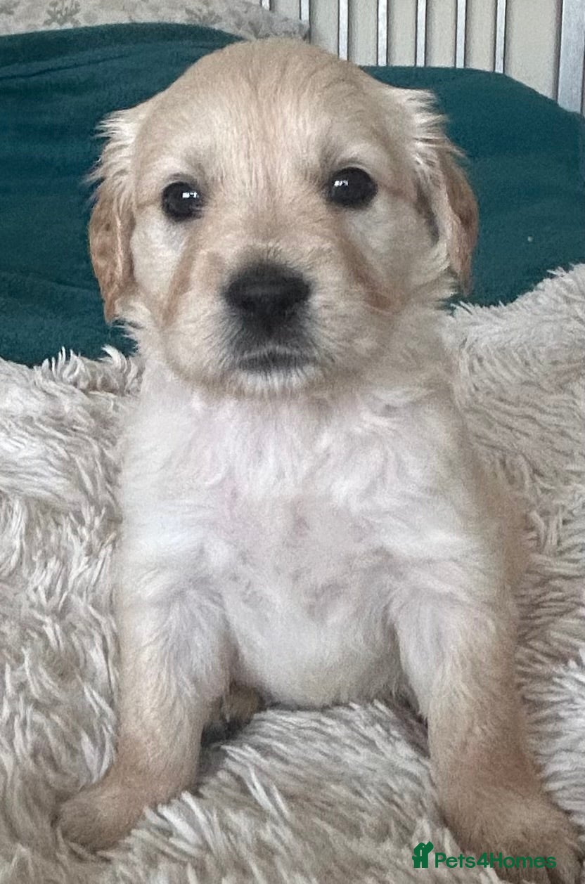 Golden Retriever dogs Pure breed, show line, ready 23/12/25  - Advert 3