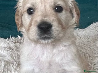 Golden Retriever dogs Pure breed, show line, ready 23/12/25 - Advert 3