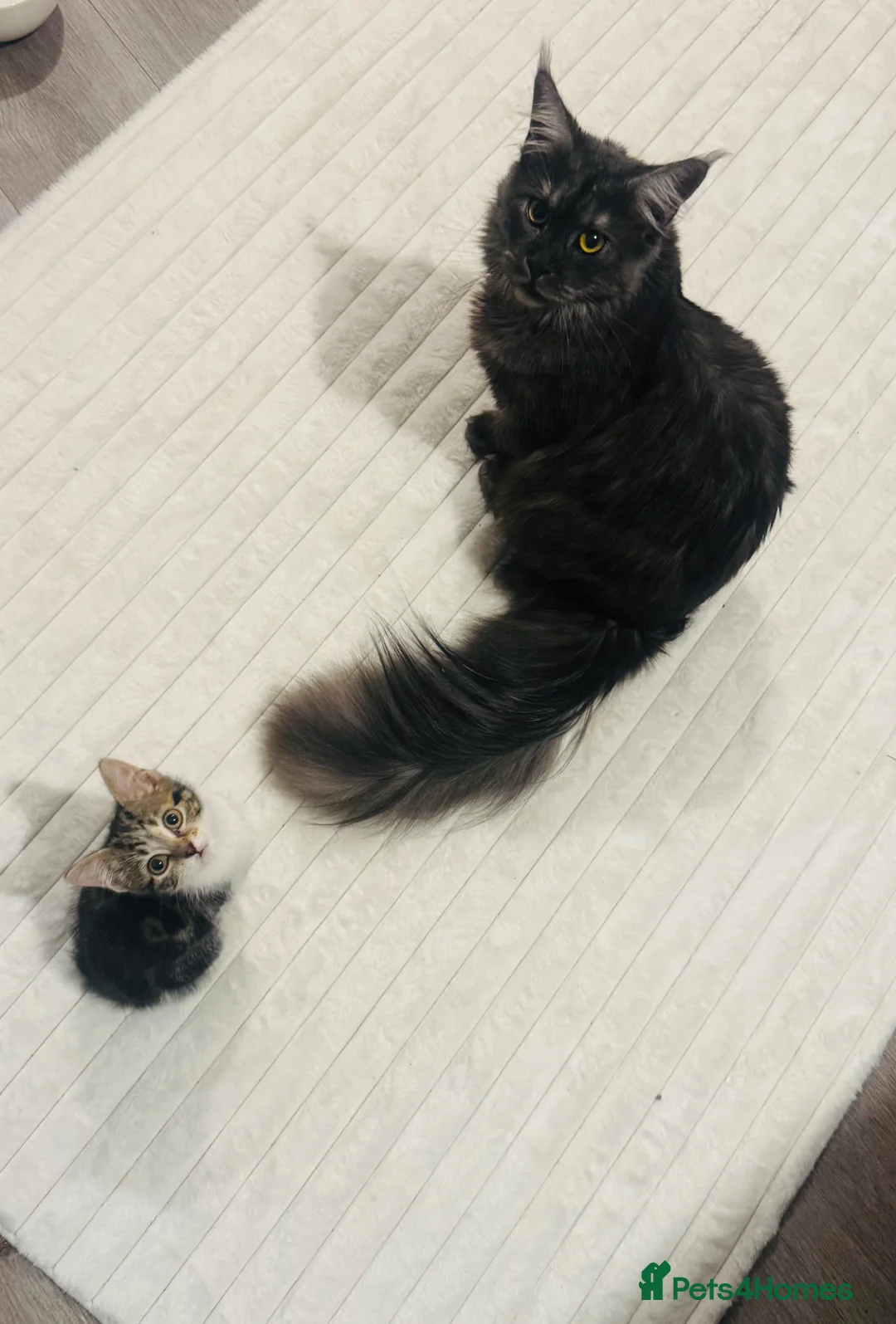 Bengal cats for sale: Bengal cross British short hairs  in Preston - Advert 2