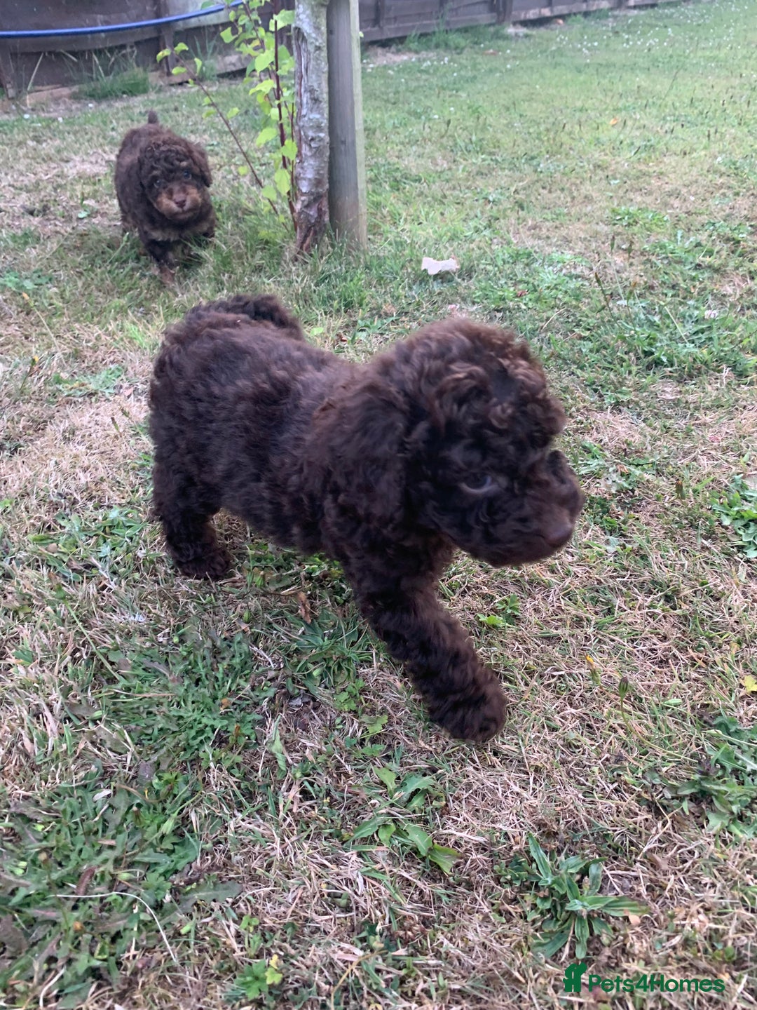 Cockapoo dogs for sale: Stunning F1B Cockapoo puppies  - Image 17