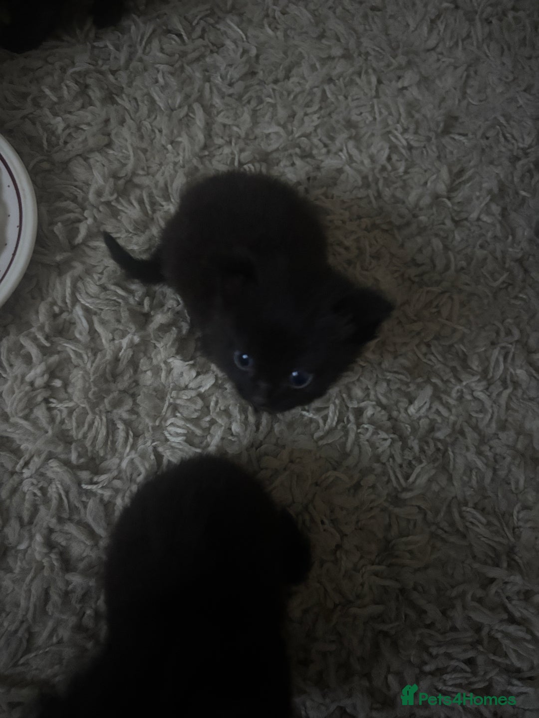 Domestic Shorthair cats for sale: 6 half ragdoll kittens GENDER UNKNOWN AS JUST BORN - Image 6