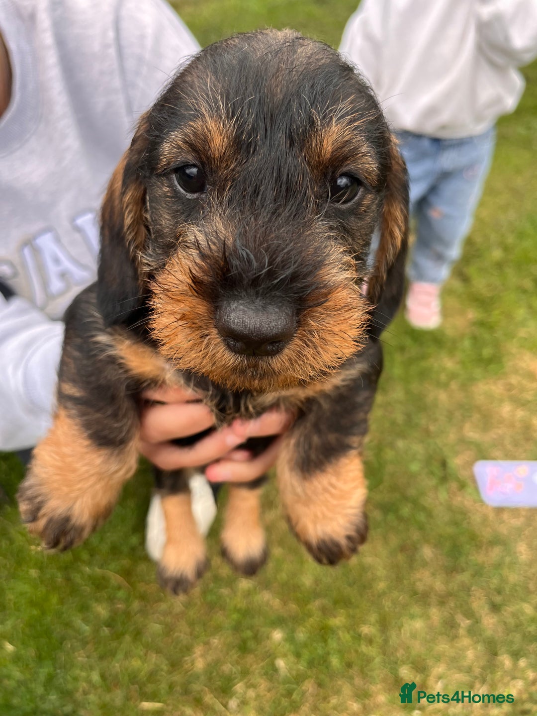 Dachshund dogs for sale: Wire haired dachshund puppies - Image 18