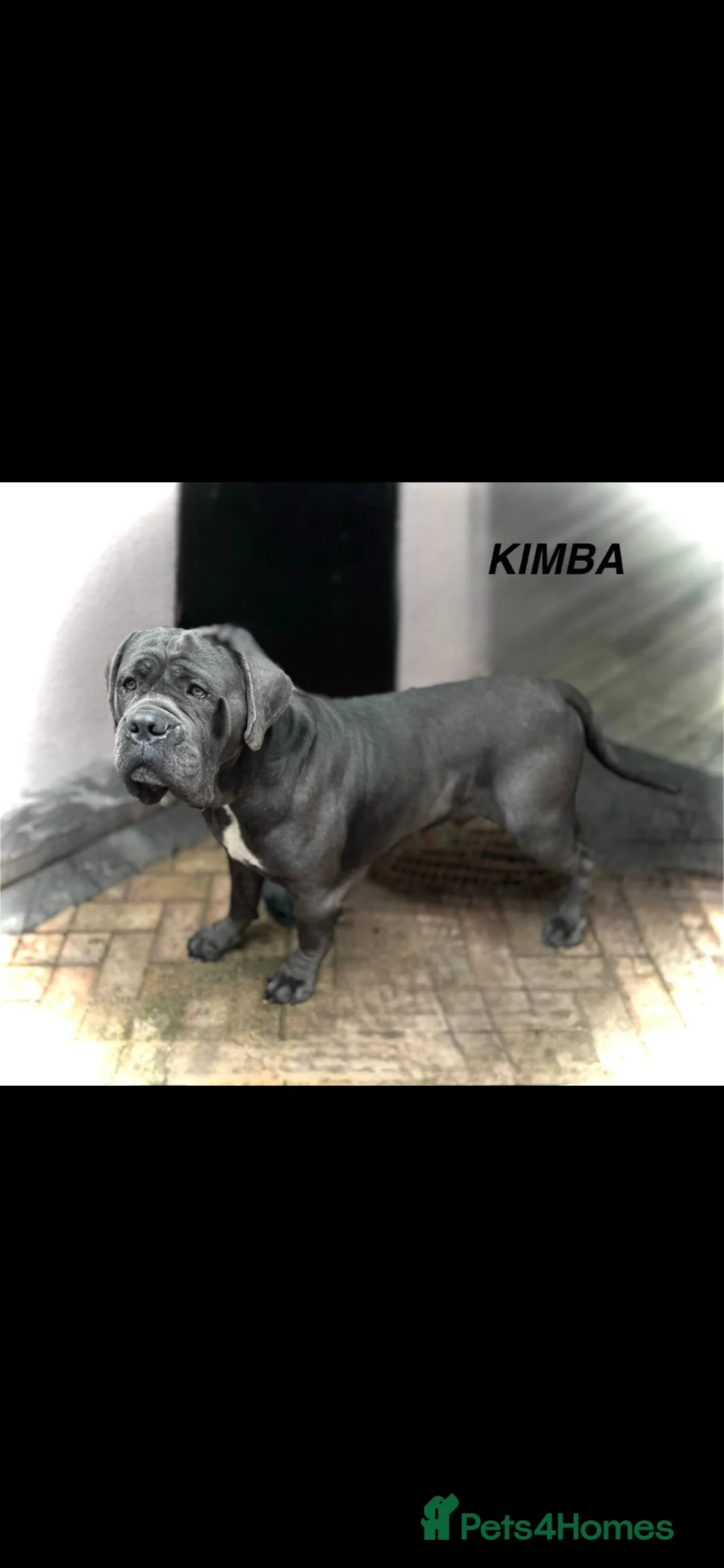 Mixed Breed dogs for sale: Ultimate mastiff puppies  - Advert 6