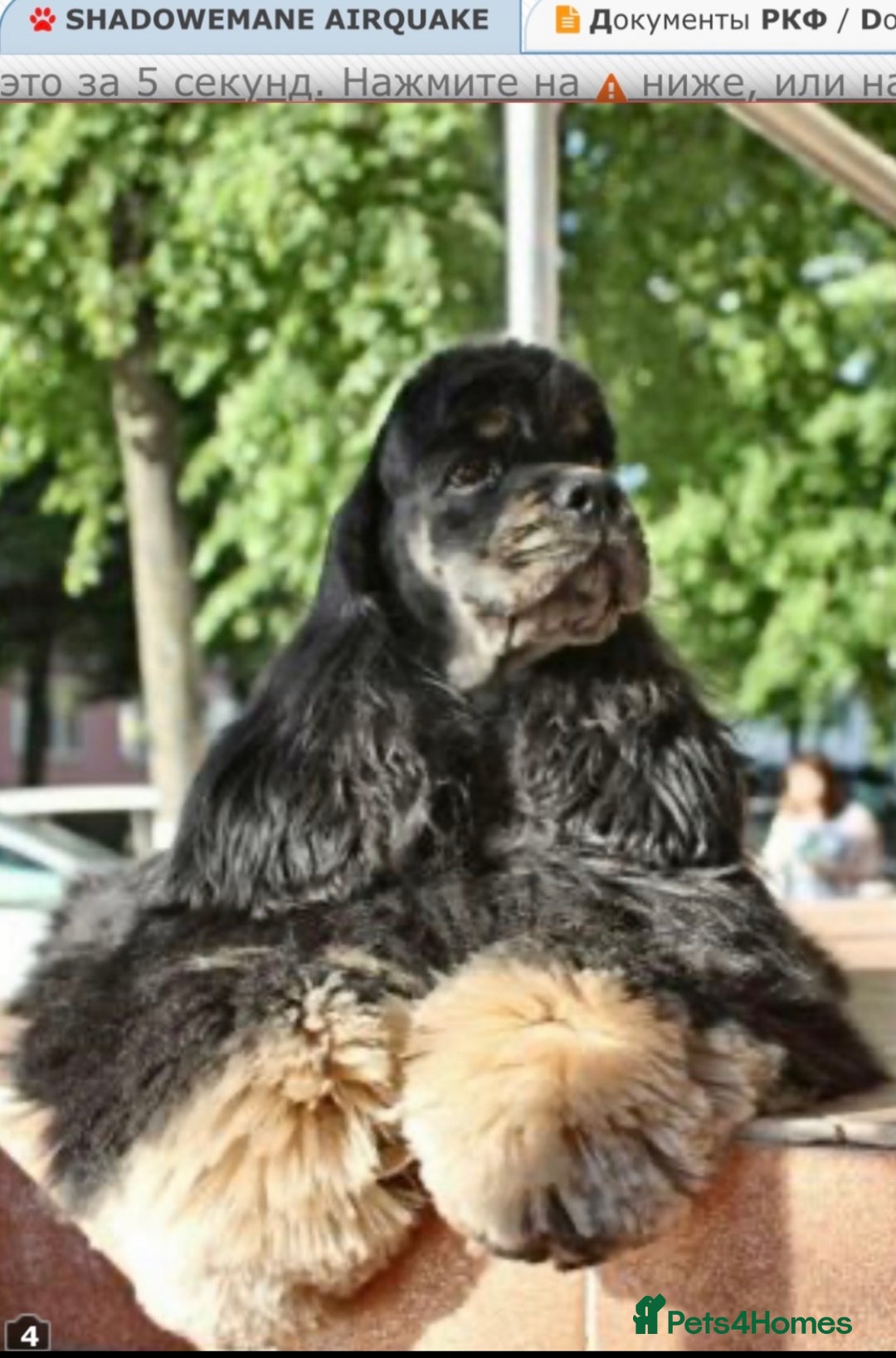 American Cocker Spaniel dogs for sale: Stunning FCI Russian 3yr old champion lines female - Advert 3