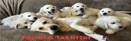 Golden Retriever dogs for sale: Our Beautifil KC registered Golden Retriever   in Leeds - Advert 21