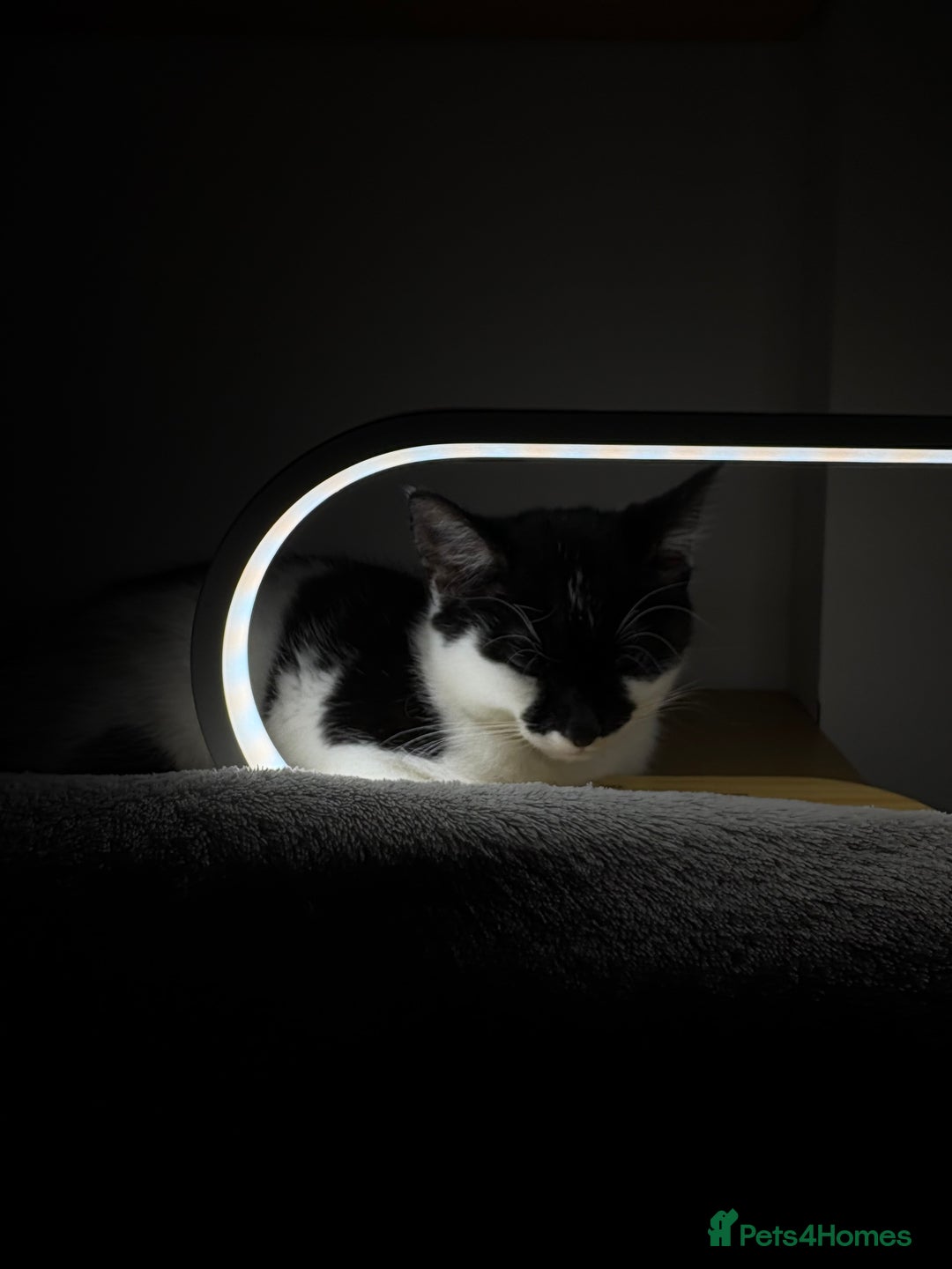 Mixed Breed cats for sale: Cute kitten for sale with accessories  - Advert 2