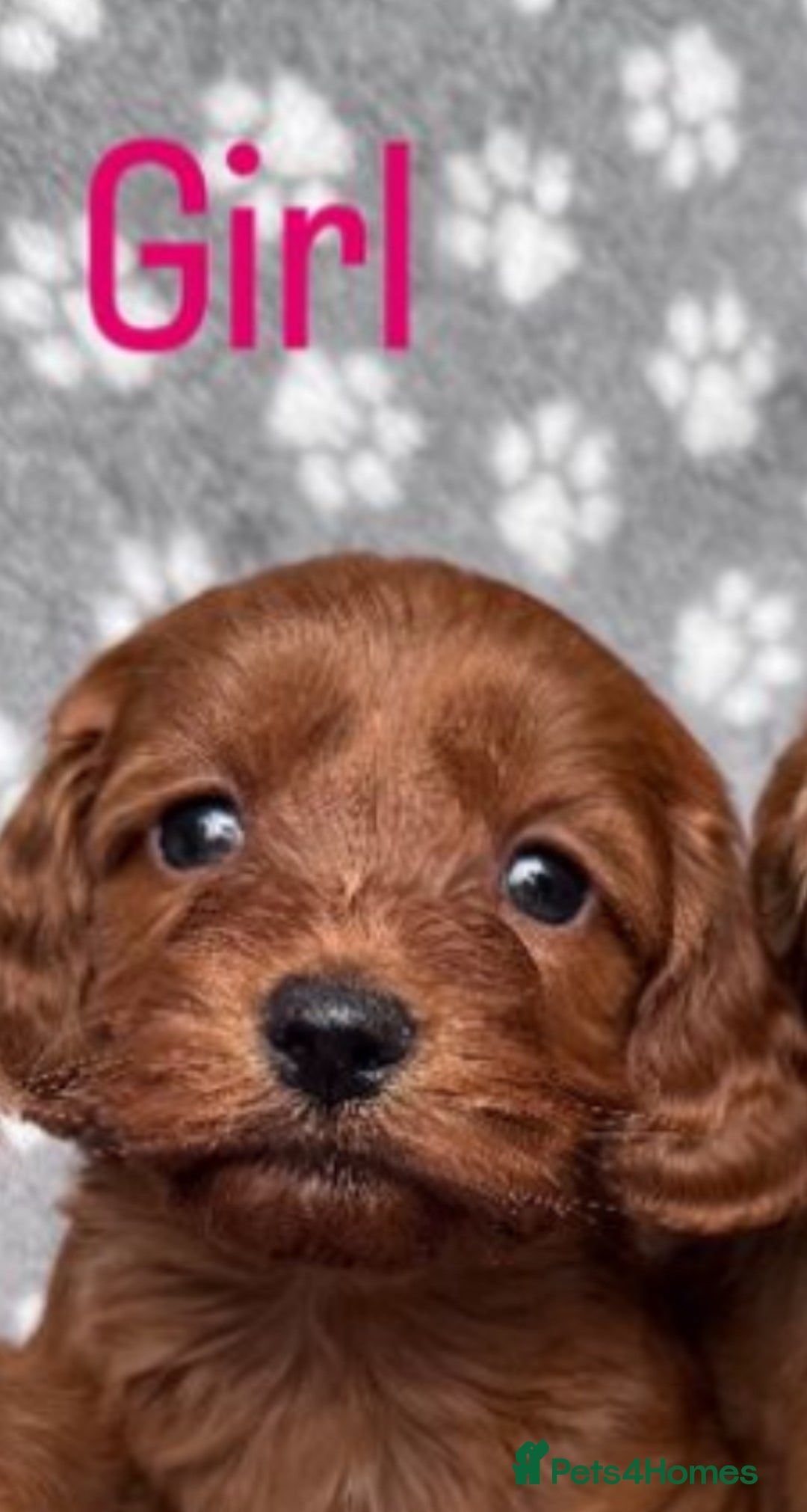 Cockapoo dogs for sale: Cockapoo puppy for sale 🐾🐶 - Image 8