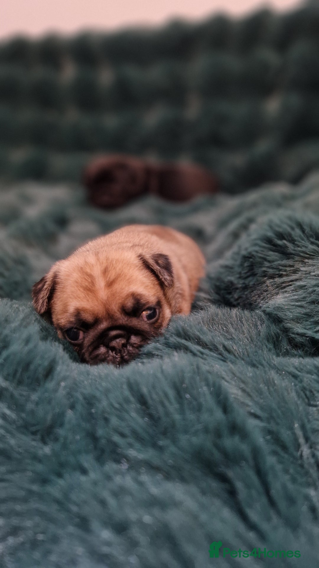 Pug dogs for sale: 2 Adorable pug puppies for sale  - Advert 21