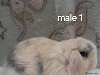 Mini Lop rabbits Purebred mini lops ready now - Advert 3