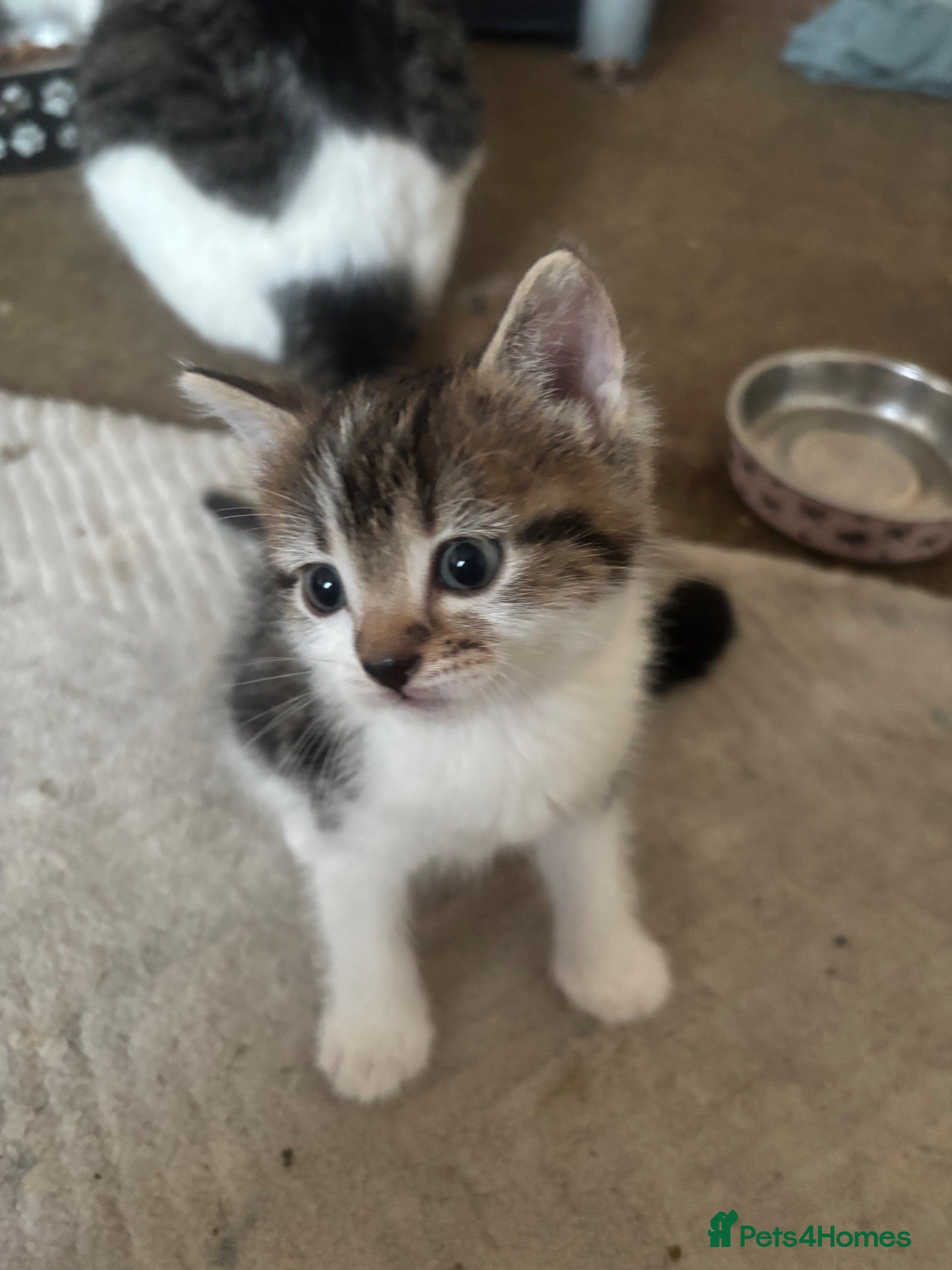 Mixed Breed cats Male kitten available ready to leave now  - Advert 1