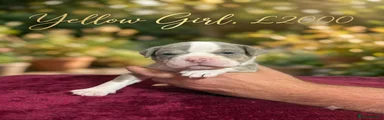 Olde English Bulldogge 1