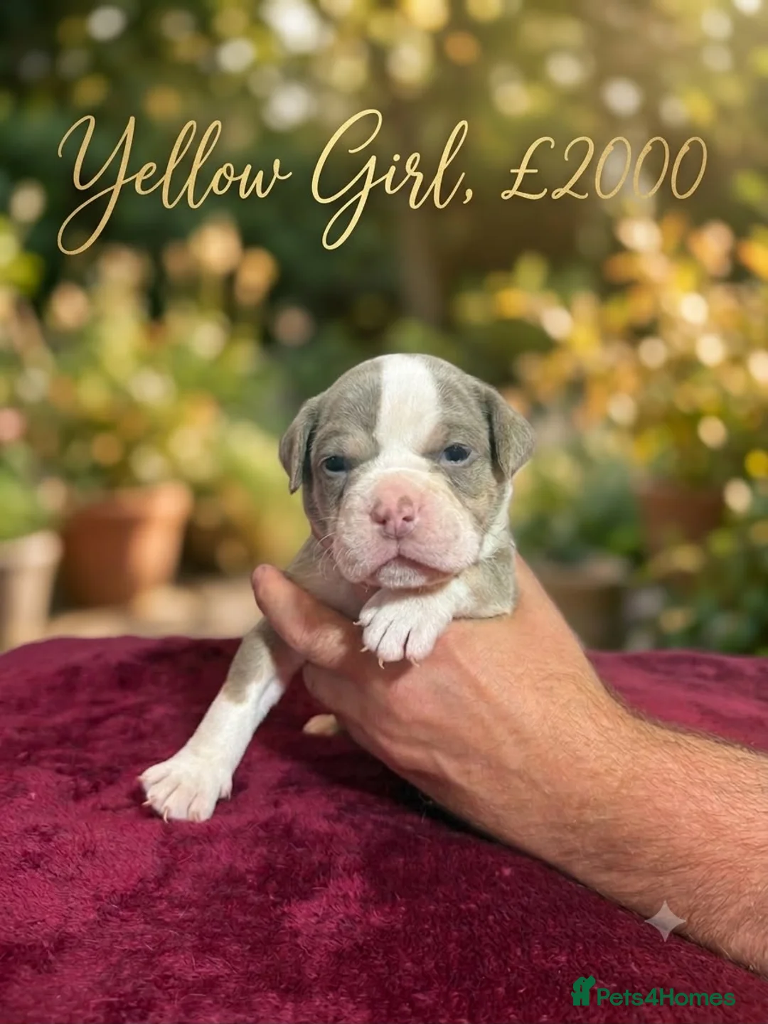 Olde English Bulldogge dogs for sale: 12 olde English bulldogs  - Advert 15