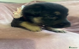 German Shepherd dogs for sale: Lovely GSD puppies  - Advert 15