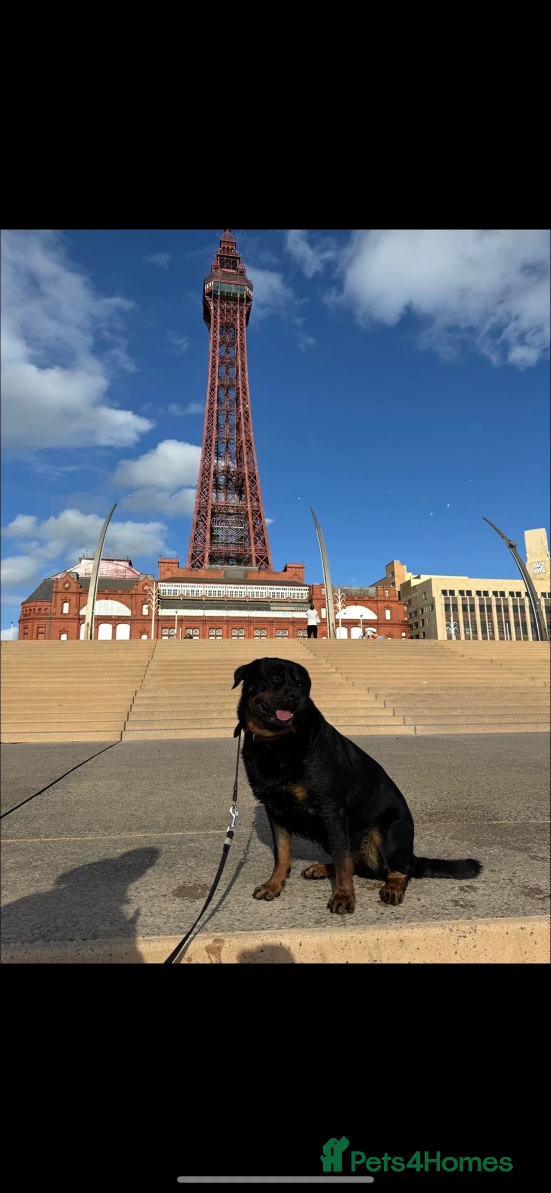 Rottweiler dogs for stud: Max Champion  in Walsall - Advert 16