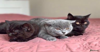 Scottish Fold cats - Advert 4