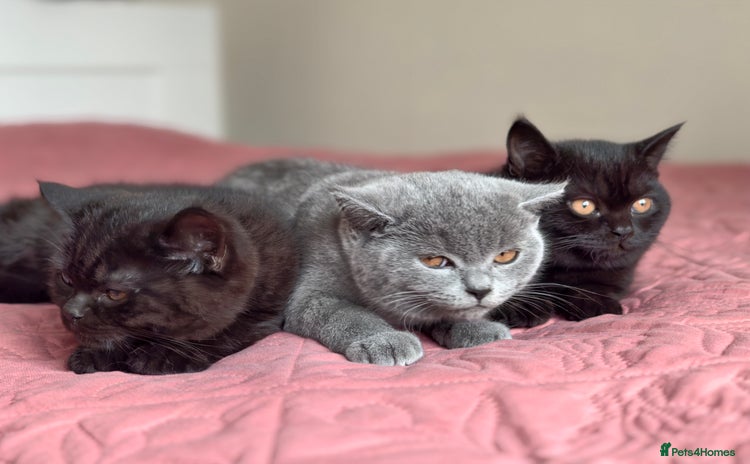 Scottish Fold cats - Advert 4
