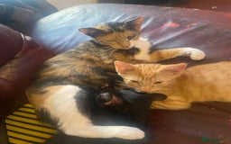 Mixed Breed cats for sale: Rare all ginger tabby girl for sale 😻❤️ - Image 2