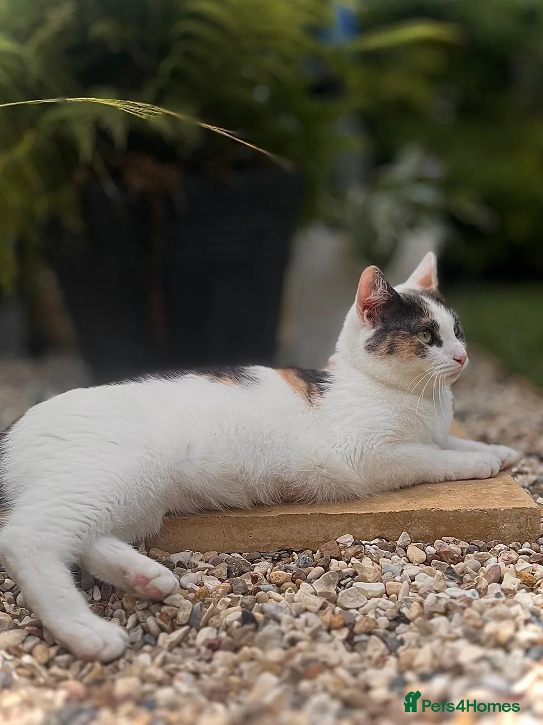 Mixed Breed cats for sale: Lovely little kittens  in Saxmundham - Advert 6
