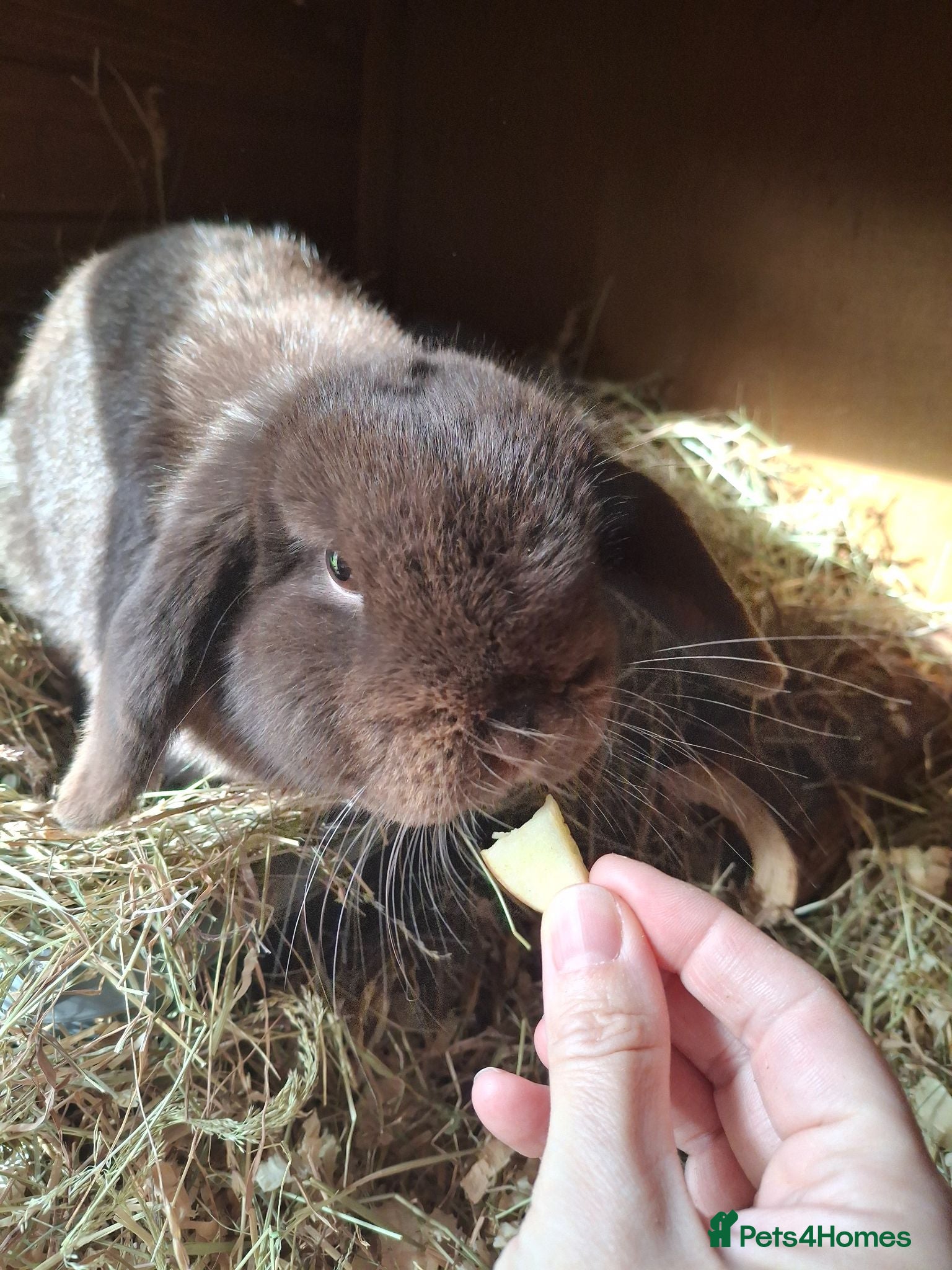 Mini Lop rabbits Beautiful chocolate Mini Lop Doe - Advert 1