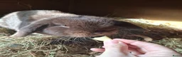 Mini Lop rabbits for sale: Beautiful chocolate Mini Lop Doe - Advert 1
