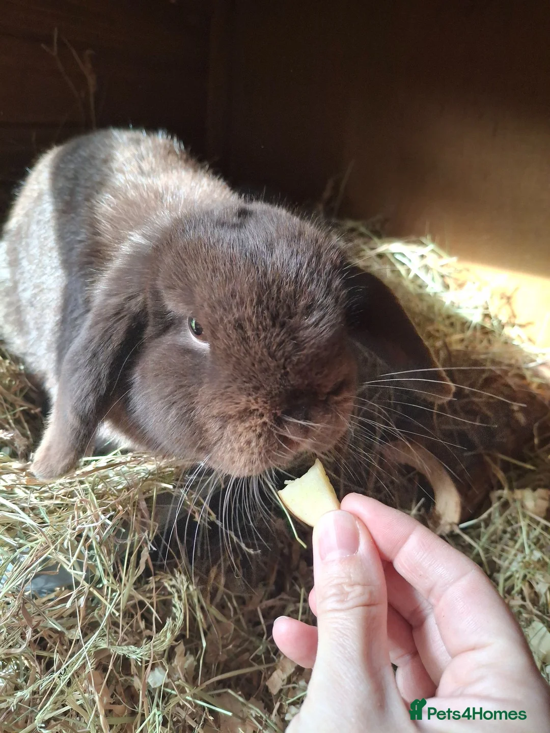 Mini Lop rabbits for sale: Beautiful chocolate Mini Lop Doe - Advert 1
