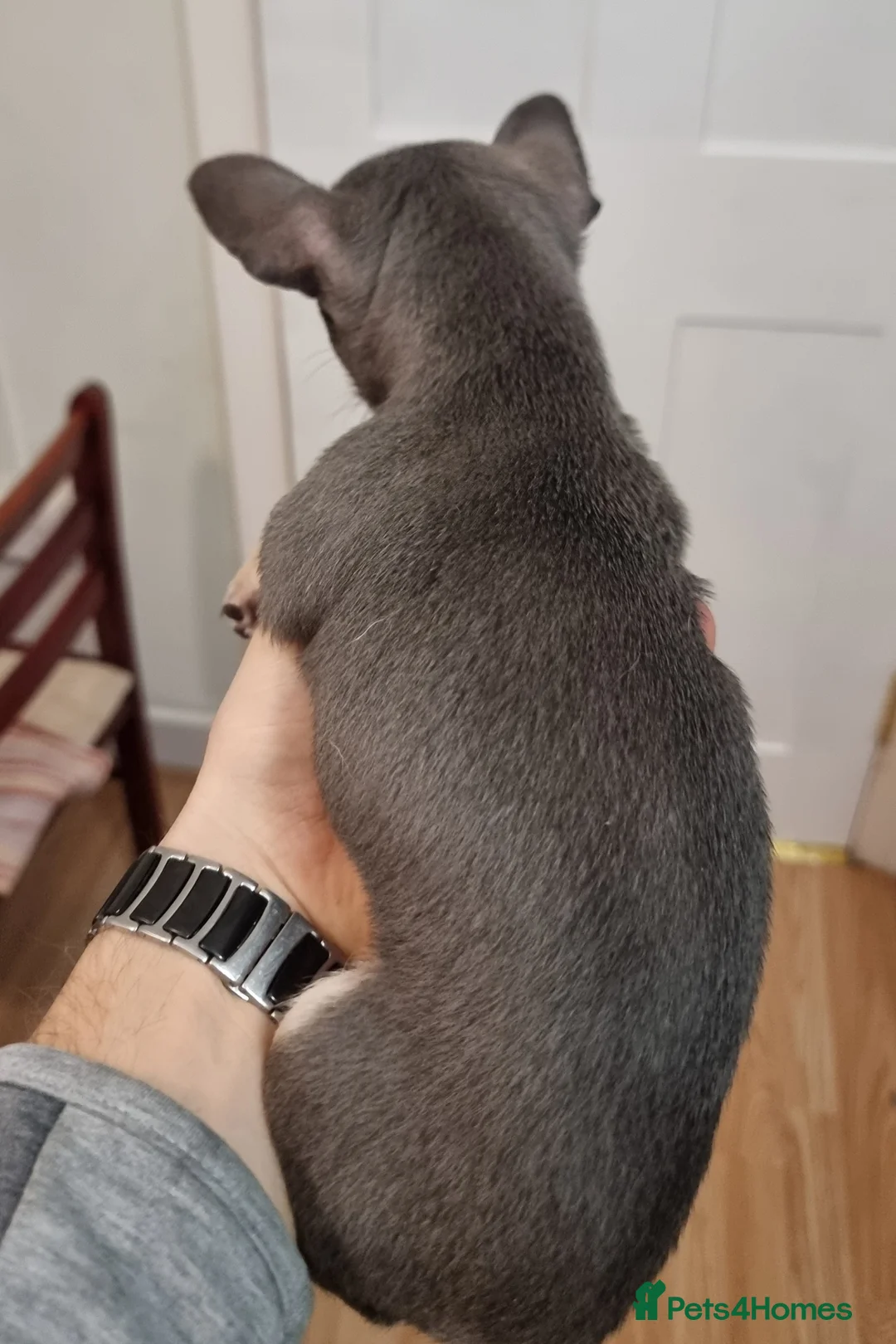 Chihuahua dogs for sale: Merle chihuahua 2 x boy puppy puppies  - Advert 5