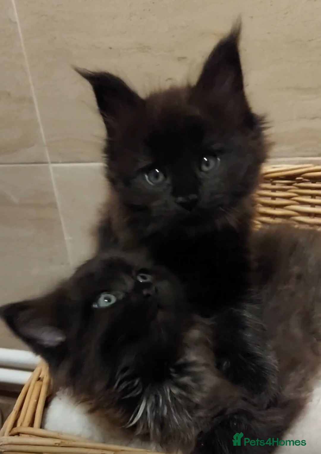 Maine Coon cats for sale: GREAT QUALITY/GCCF/ DNA/ VERY CUTE !!! - Advert 11