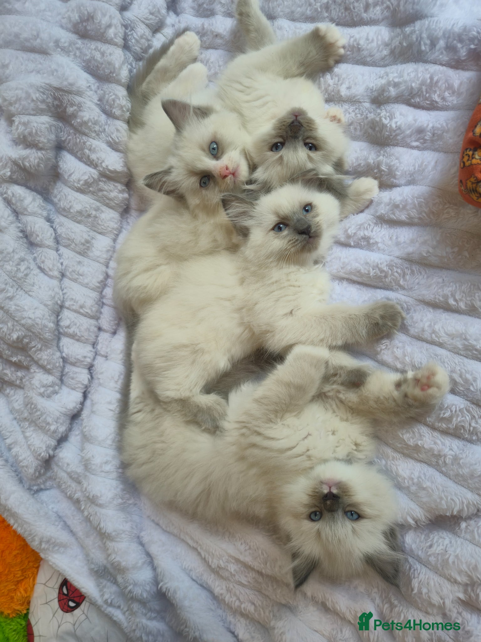 Ragdoll cats Ragdoll kittens (4 boys left)  - Advert 2
