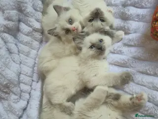 Ragdoll cats Ragdoll kittens (4 boys left) - Advert 7