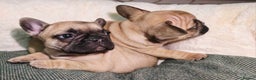 French Bulldog dogs for sale: Beautiful French bulldog  - Advert 4
