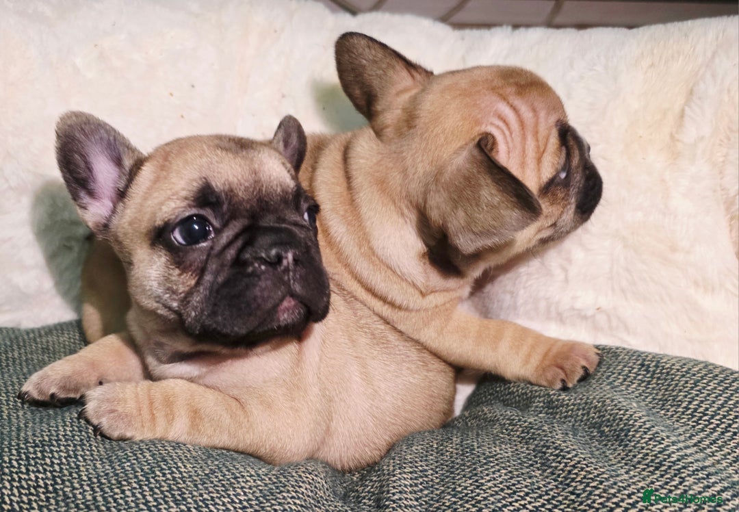 French Bulldog dogs for sale: Beautiful French bulldog  - Advert 4