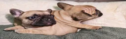 French Bulldog dogs for sale: Beautiful French bulldog  - Advert 13
