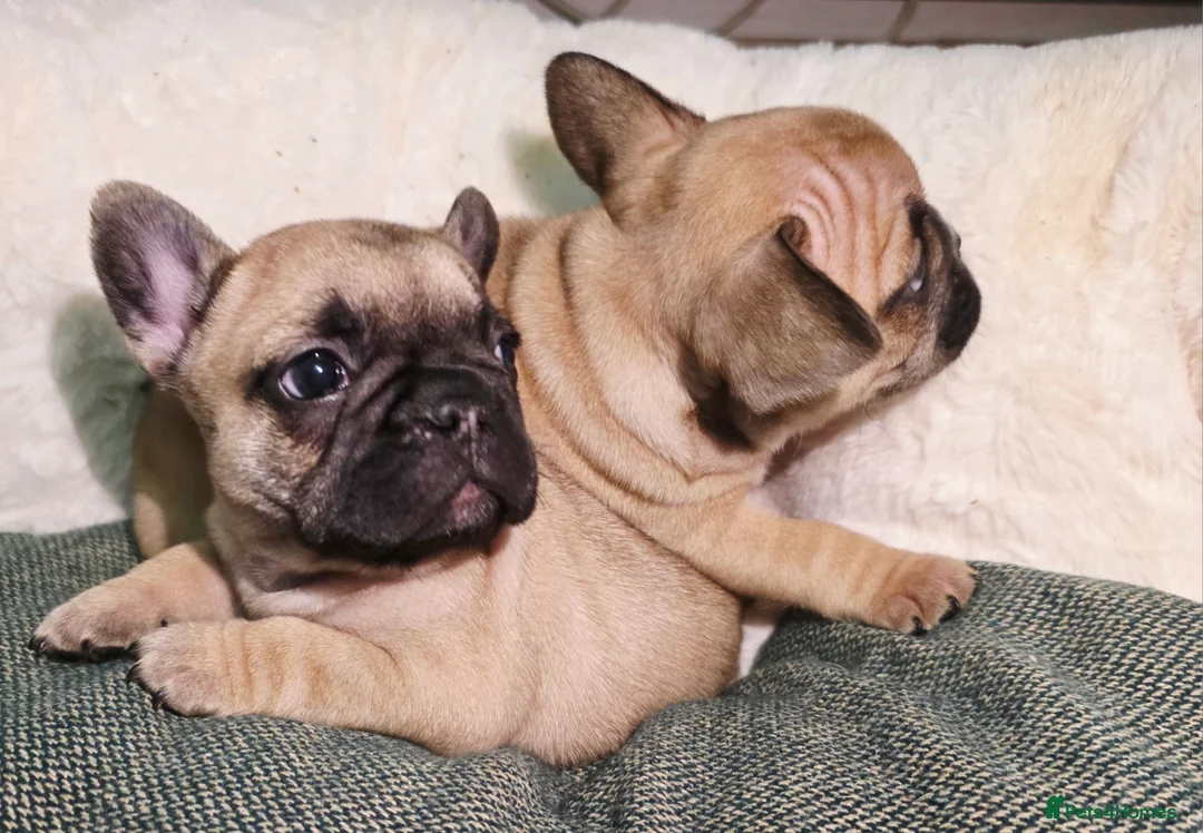 French Bulldog dogs for sale: Beautiful French bulldog  - Advert 13