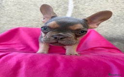 French Bulldog dogs for sale: 🔥READY TODAY Quality KC French Bulldog Puppies✨🔥 - Image 11