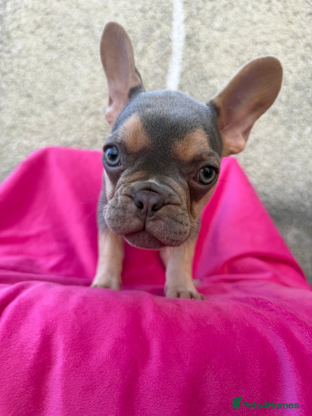 French Bulldog dogs for sale: 🔥READY TODAY Quality KC French Bulldog Puppies✨🔥 - Image 11