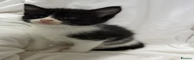 Black / white
