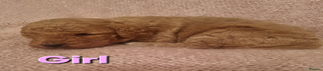 Cockapoo Puppy 5