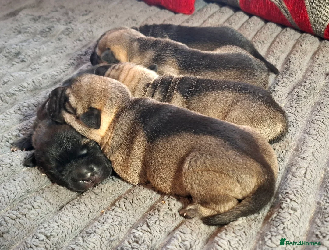 Mixed Breed dogs for sale: Rus-A-Pei ( Rare ) - Advert 5