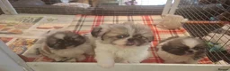 Pekingese dogs for sale: Rare Coloured Pekingese Puppies – Exceptional 🐾🐾 - Advert 29