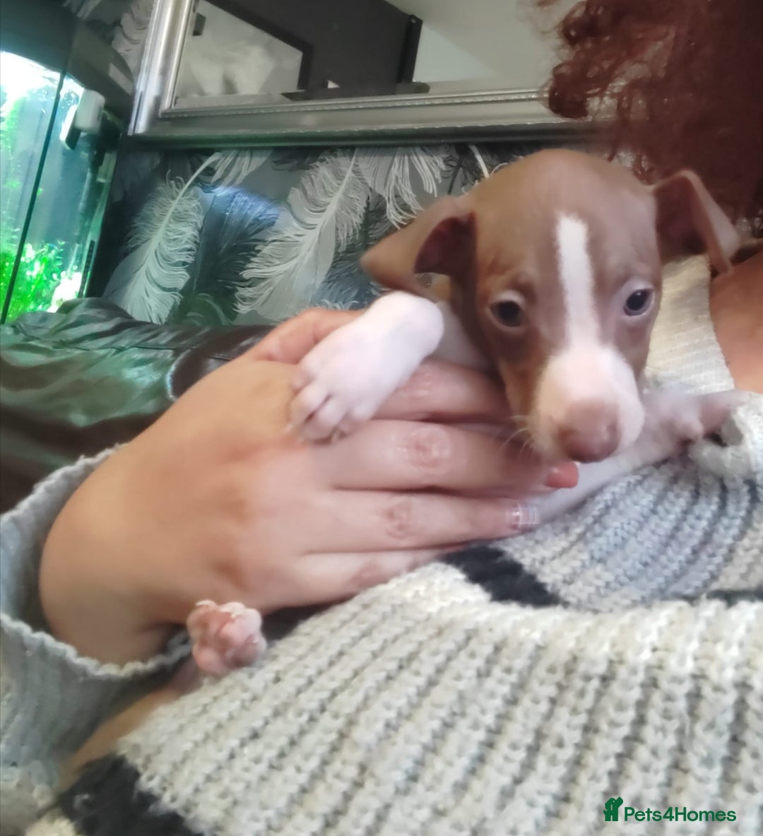 Italian Greyhound dogs for sale: Full bred Italian greyhound pups - Advert 1