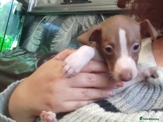 Italian Greyhound dogs Full bred Italian greyhound pups - Advert 1