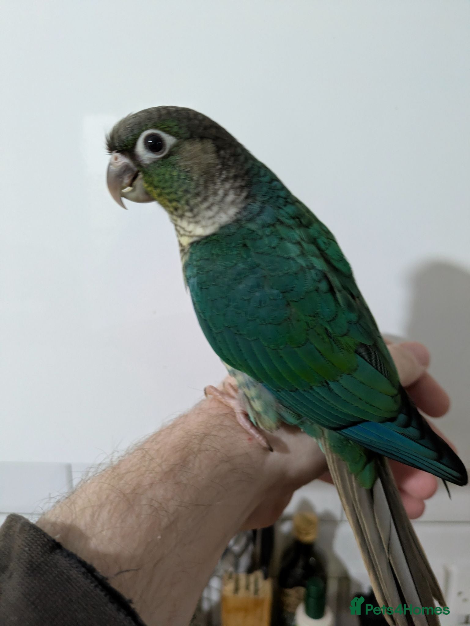 Conures birds Green cheeked conures hand-reared  - Advert 5
