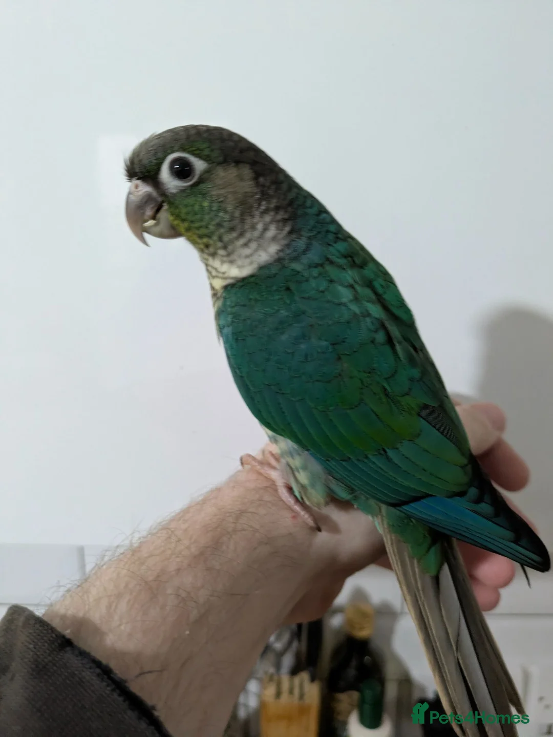 Conures birds for sale: Green cheeked conures hand-reared  in Ramsgate - Advert 1