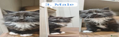Maine Coon 3