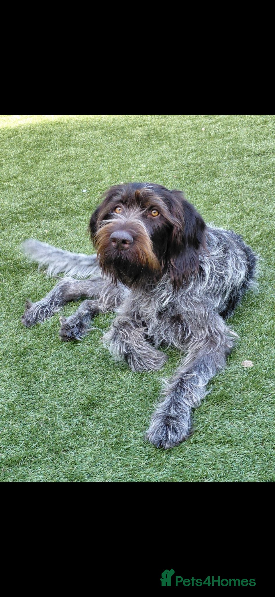 German Wirehaired Pointer dogs German wirehaired pointer  - Advert 1